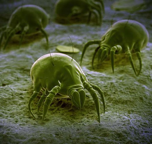 Dust Mite Bites